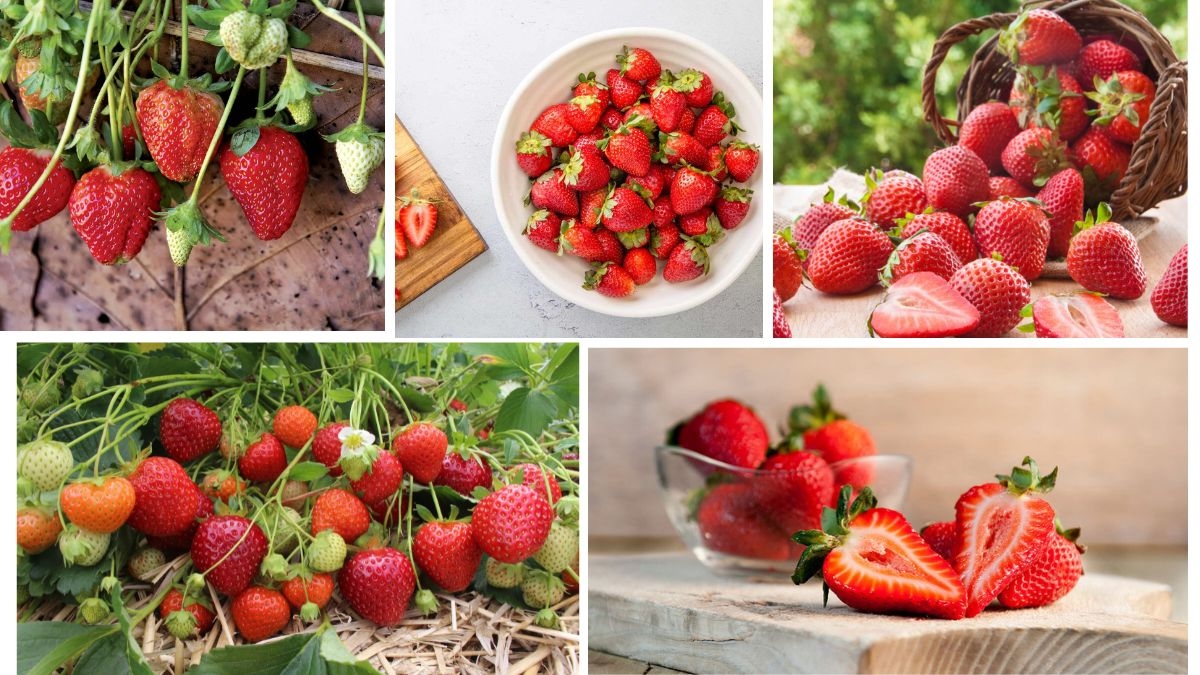 Which Country Is the Largest Strawberry Producer in the World?
