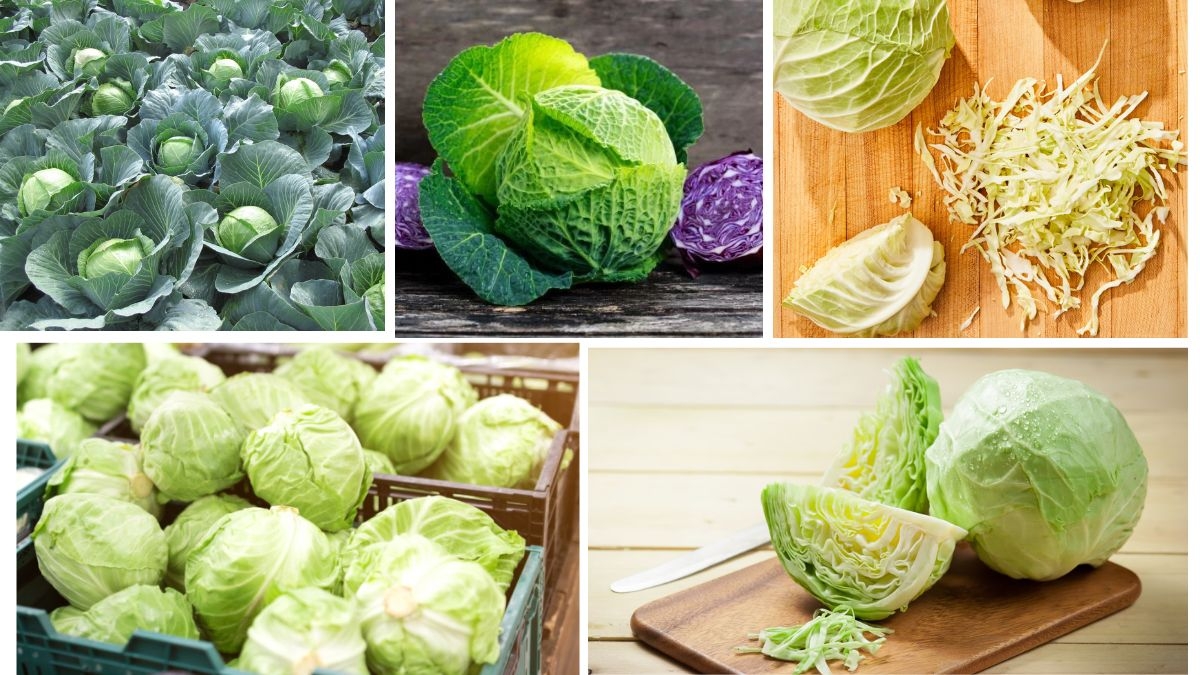 Which Country Is the Largest Cabbage Producer in the World?
