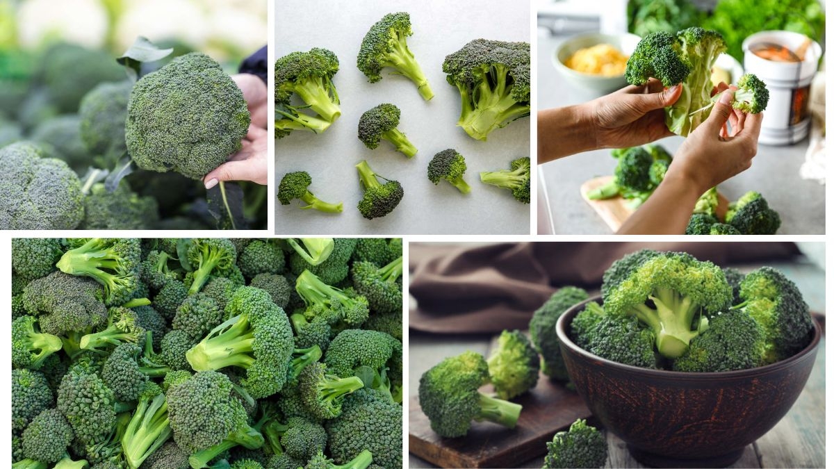 Which Country Is the Largest Broccoli Producer in the World?