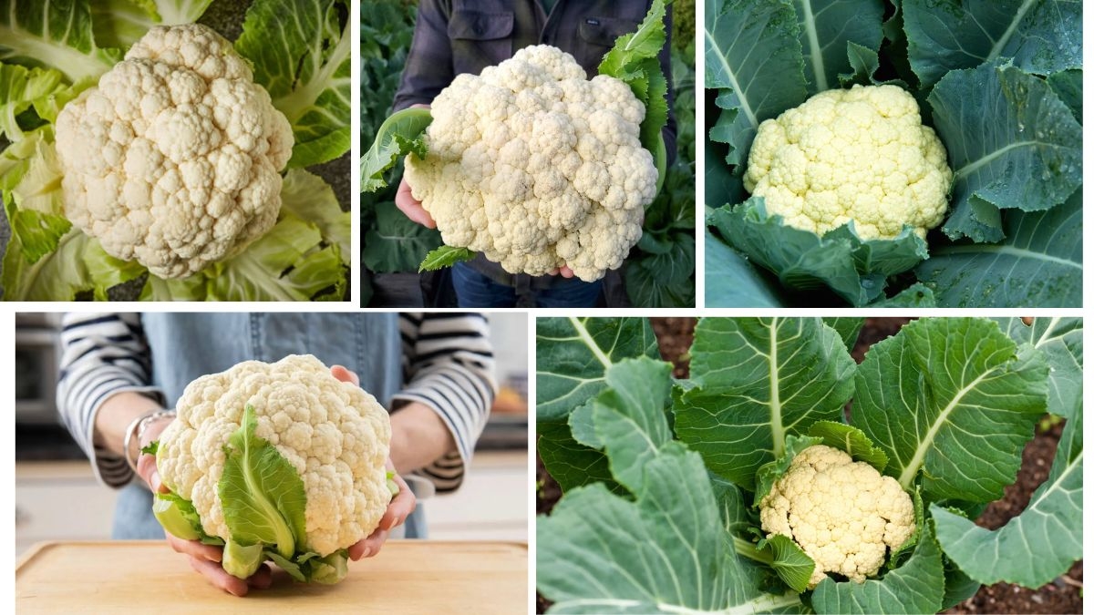 Which Country Is the Largest Cauliflower Producer in the World?