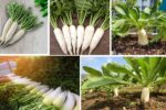 Which Country Is the Largest Radish Producer in the World?
