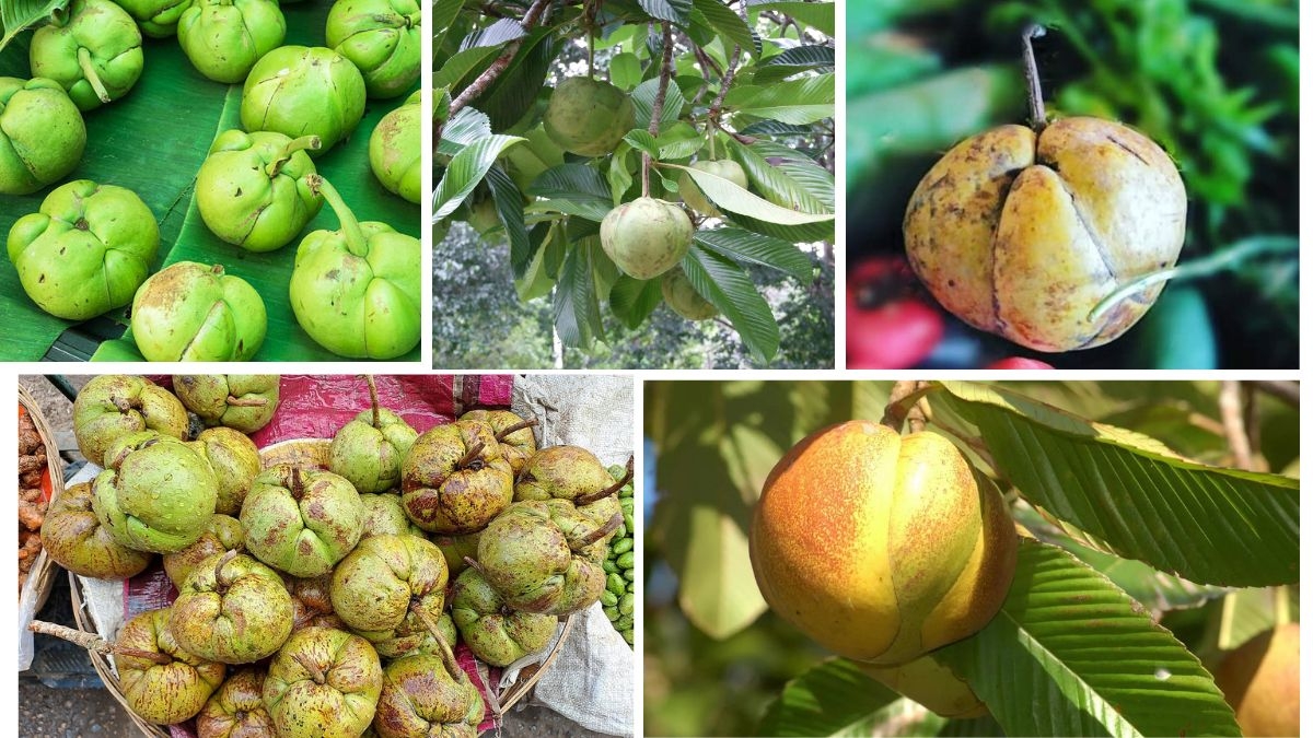Top Producer of Elephant Apple Globally: Country Insights