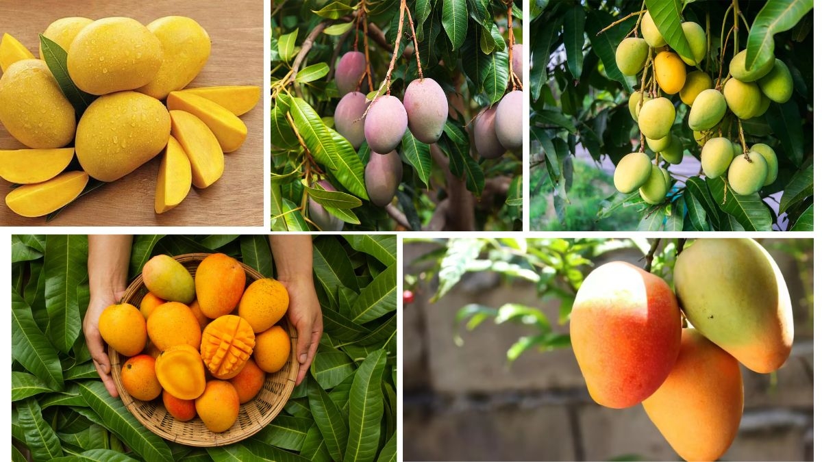 Top Producer of Mango in the World Globally: Country Insights