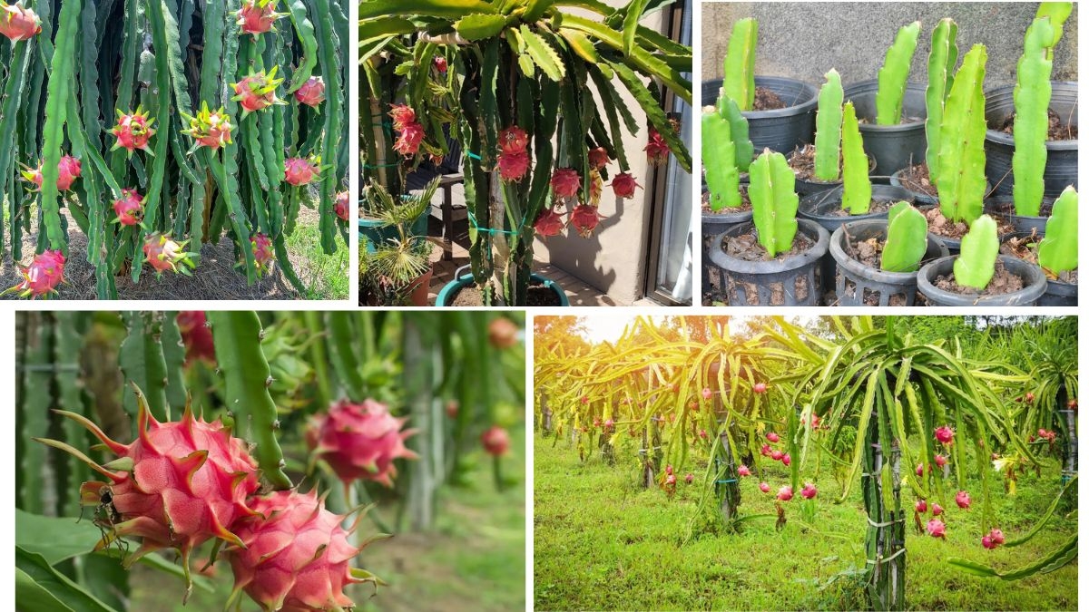 How to Successfully Grow a Dragon Fruit Plant at Home