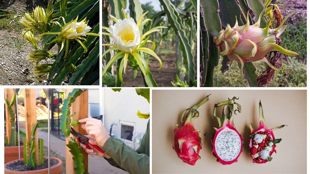 Dragon Fruit Plant Troubleshooting: Common Mistakes to Avoid