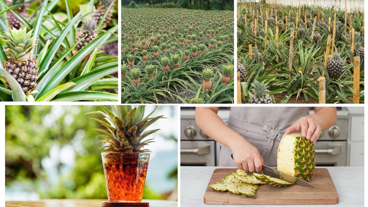 How to Grow a Pineapple at Home: Easy Step-by-Step Guide