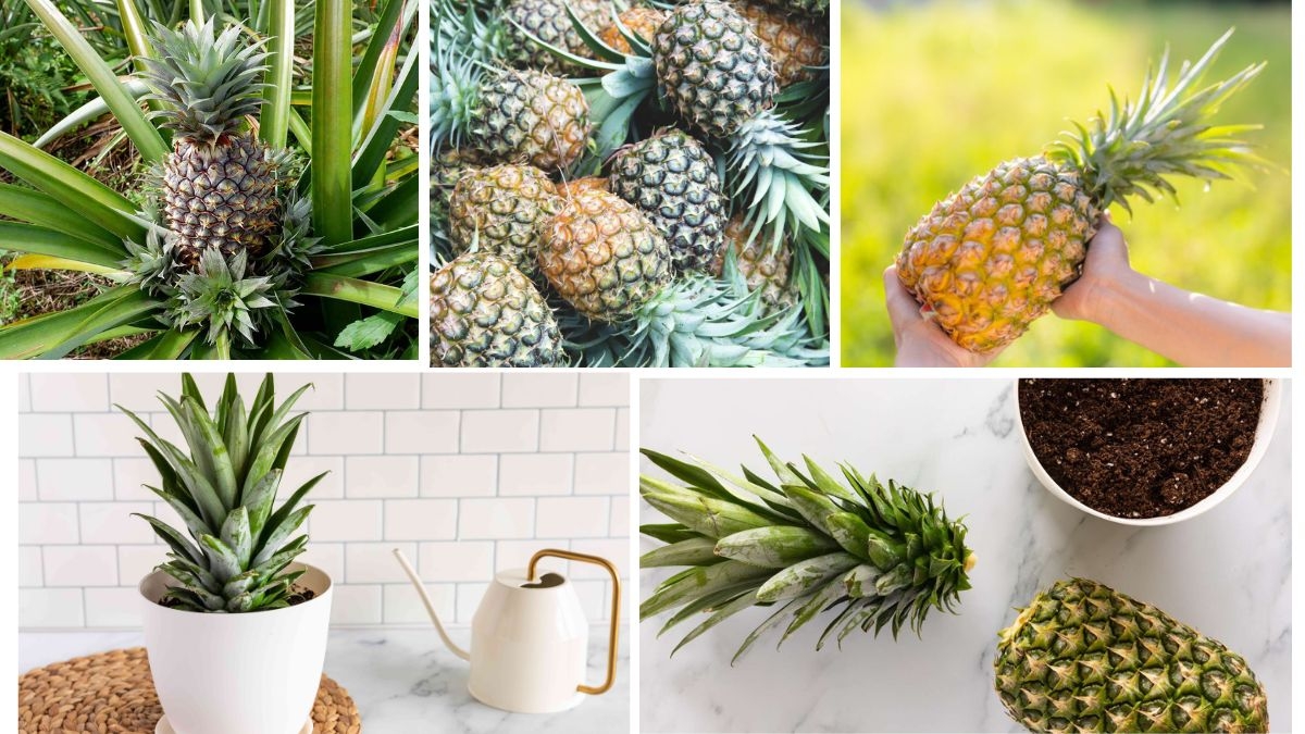 How Long Does It Take to Grow a Pineapple?
