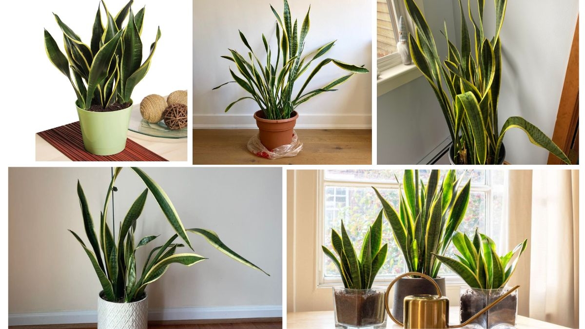 Overwatering vs Underwatering Snake Plants: Spot the Signs