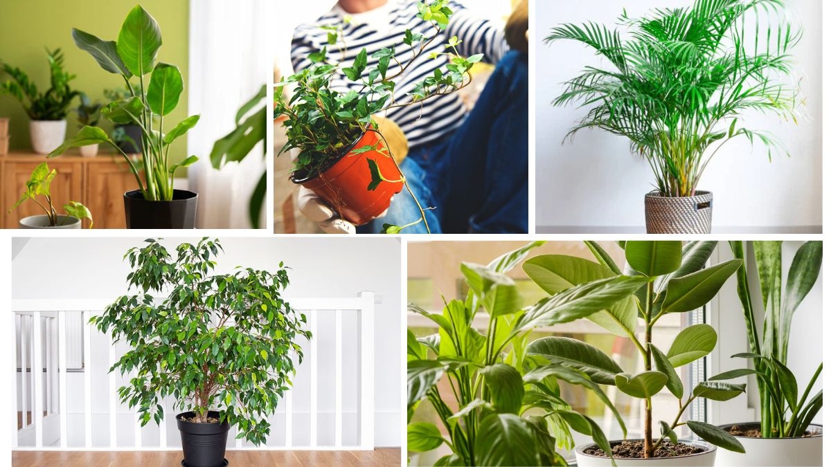 Top Air-Purifying Plants That Boost Oxygen at Night