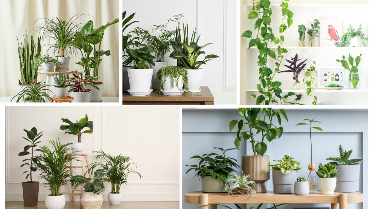 Easy-to-Grow Plants That Clean Air and Look Beautiful