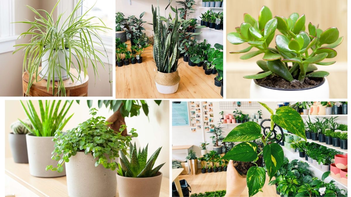 Best Indoor Plants for Beginners That Don’t Die Easily