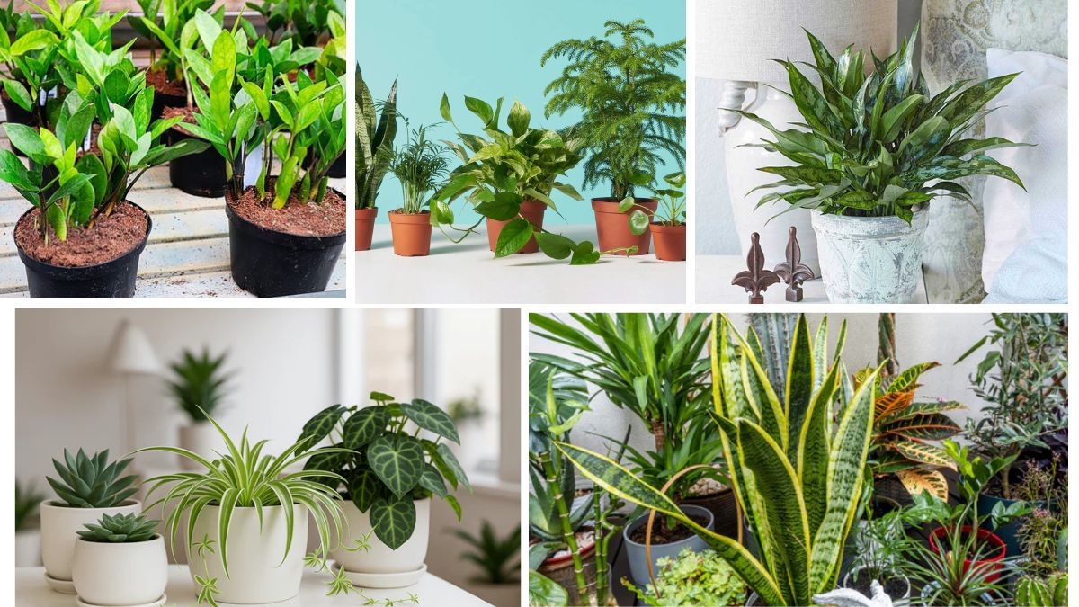 The Ultimate List of Low-Maintenance Houseplants