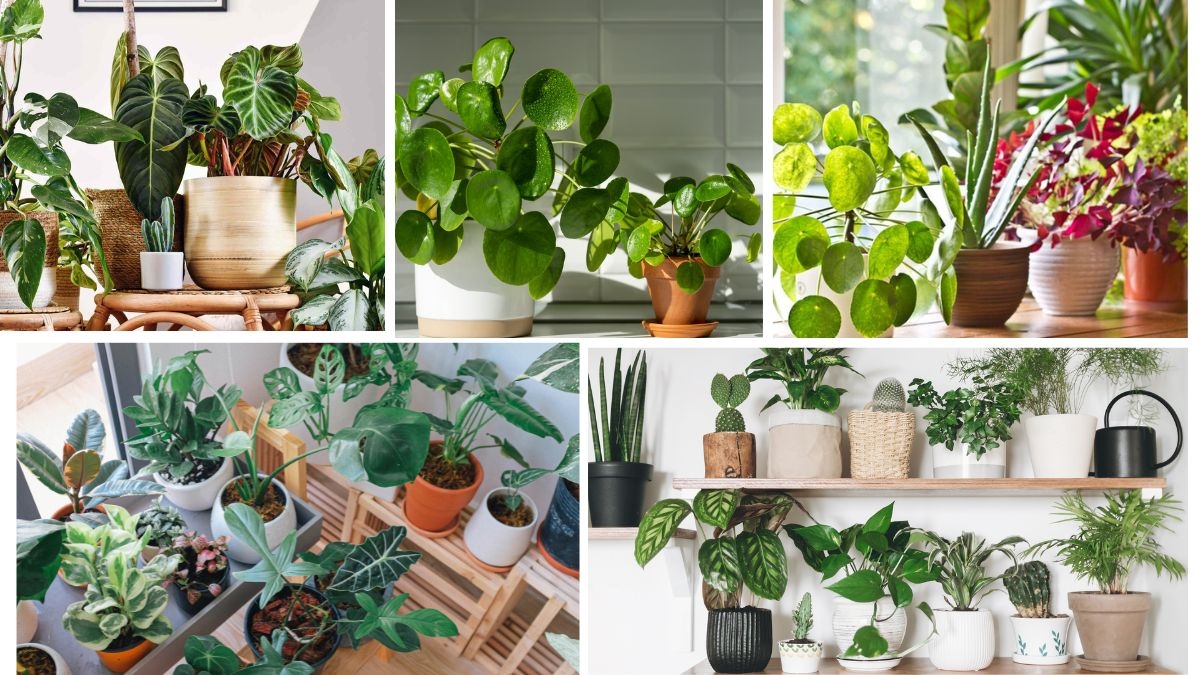 Plants That Bring Good Luck and Purify the Air
