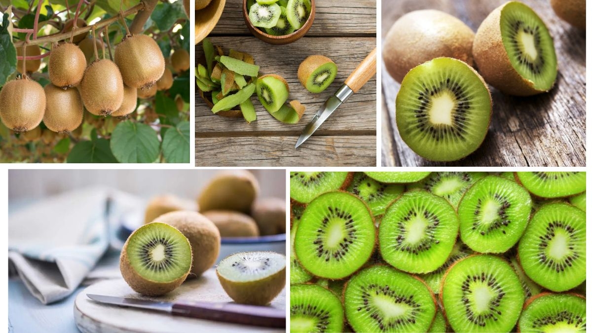 Largest Kiwi-Producing Countries in the World