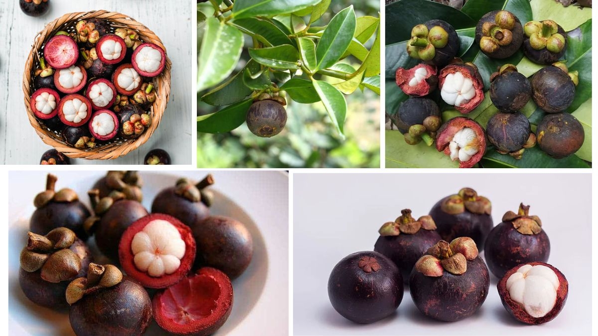 Why Mangosteen Farming Is Booming Globally