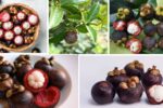 Why Mangosteen Farming Is Booming Globally