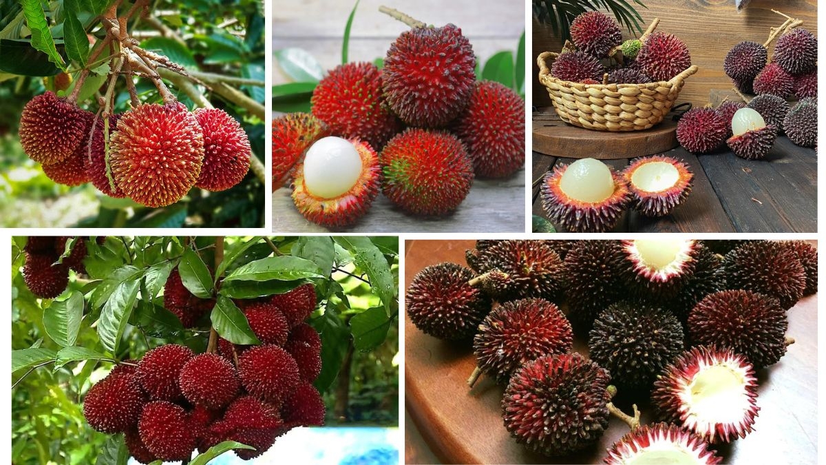Which Country Is the Largest Pulasan Producer?