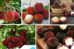 Which Country Is the Largest Pulasan Producer?