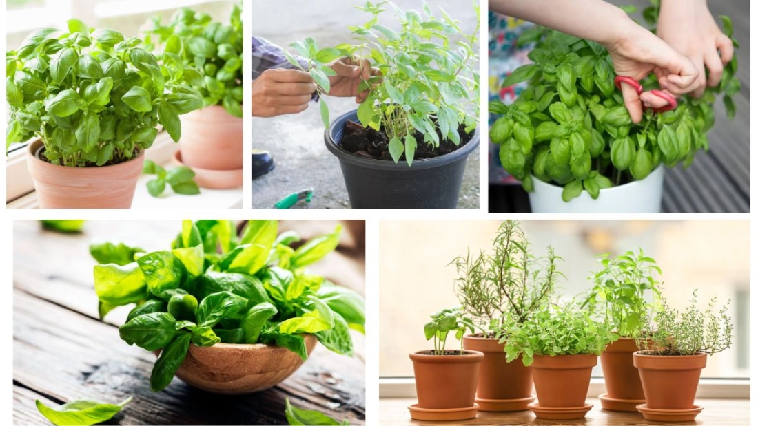 What Are the Top Benefits of Growing Basil at Home