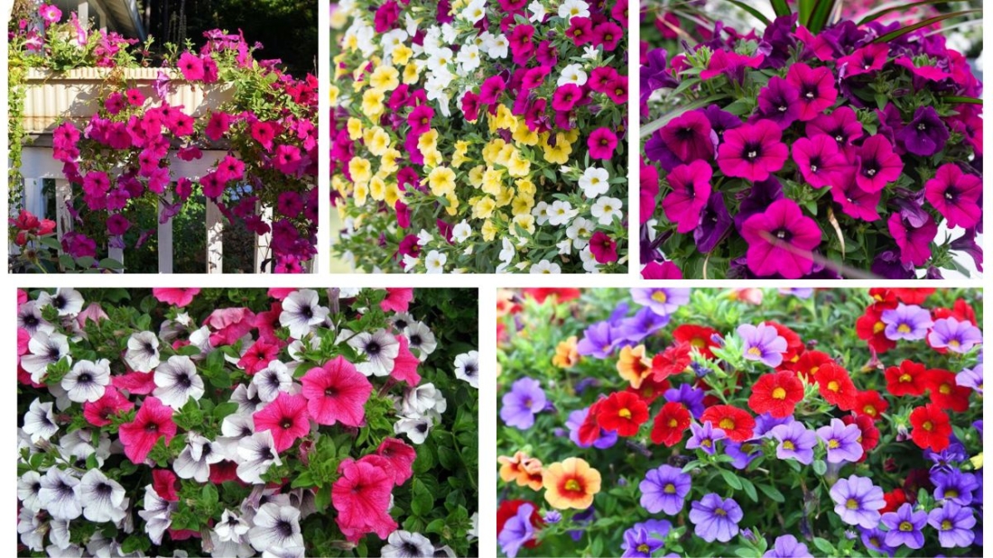 Why Do My Petunias Stop Blooming in Mid-Summer