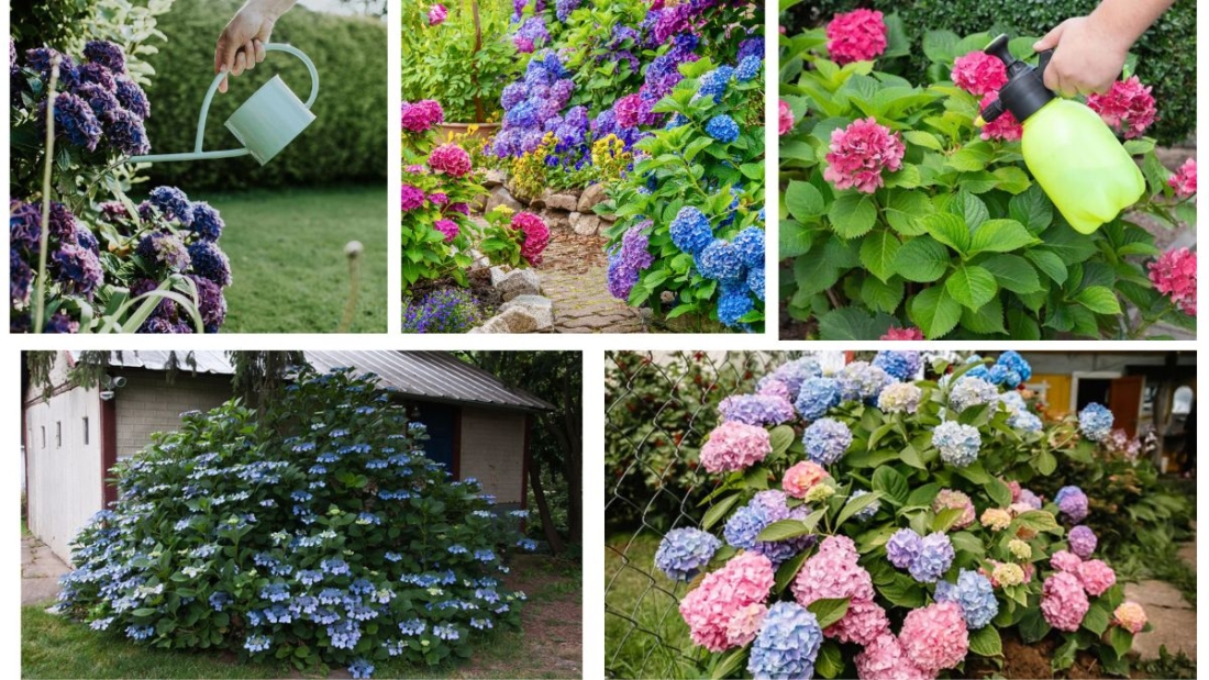 When Should You Fertilize Your Hydrangea Plants