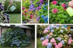 When Should You Fertilize Your Hydrangea Plants