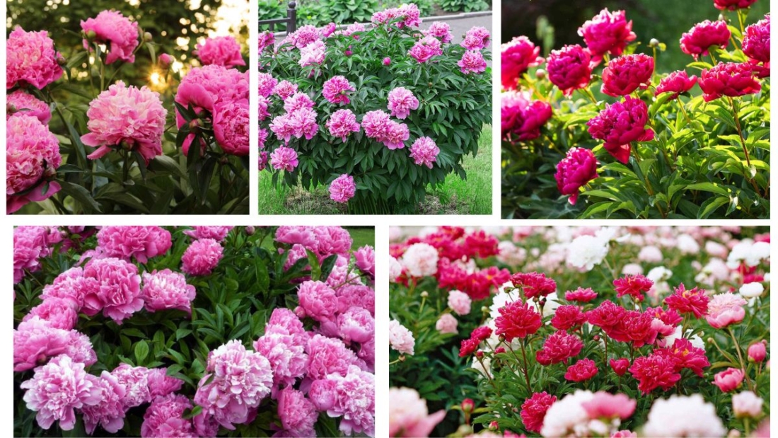 Where Is the Ideal Place to Plant Peonies