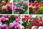 Where Is the Ideal Place to Plant Peonies