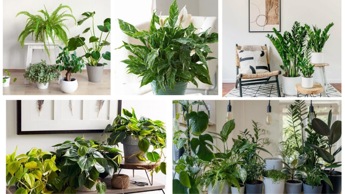 Which Indoor Plants Are Perfect for Low-Light Rooms