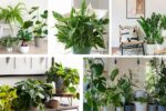 Which Indoor Plants Are Perfect for Low-Light Rooms