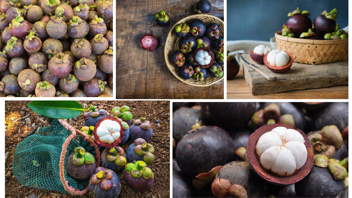 Which Country Has the Most Mangosteen Orchards?