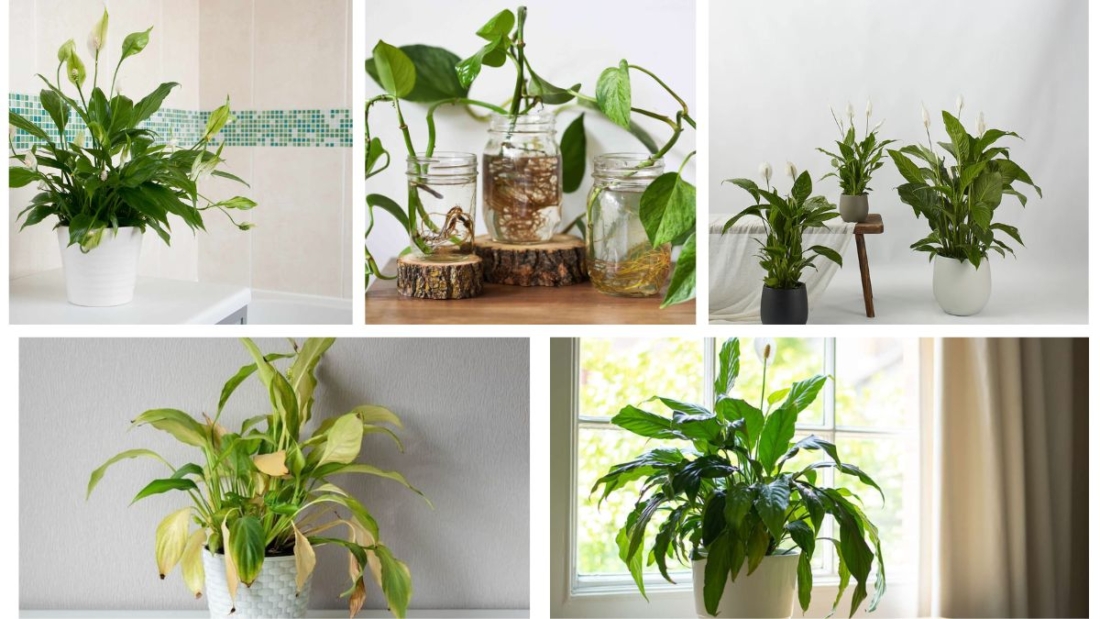 How Often Should You Water a Peace Vine
