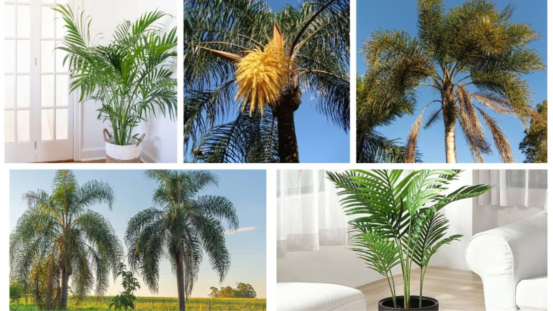 How Often Should You Water a Queen Palm