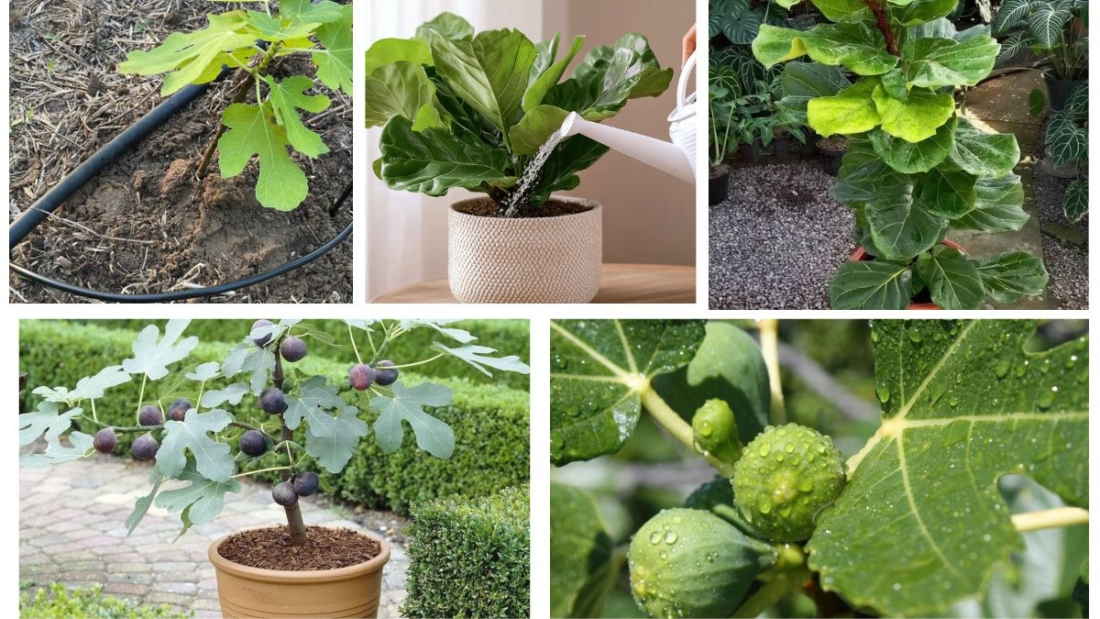How Often Should You Water a Fig Tree