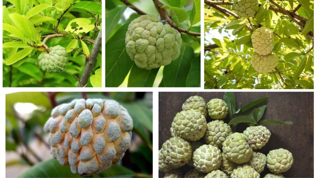 How Often Should You Water a Custard Apple Tree