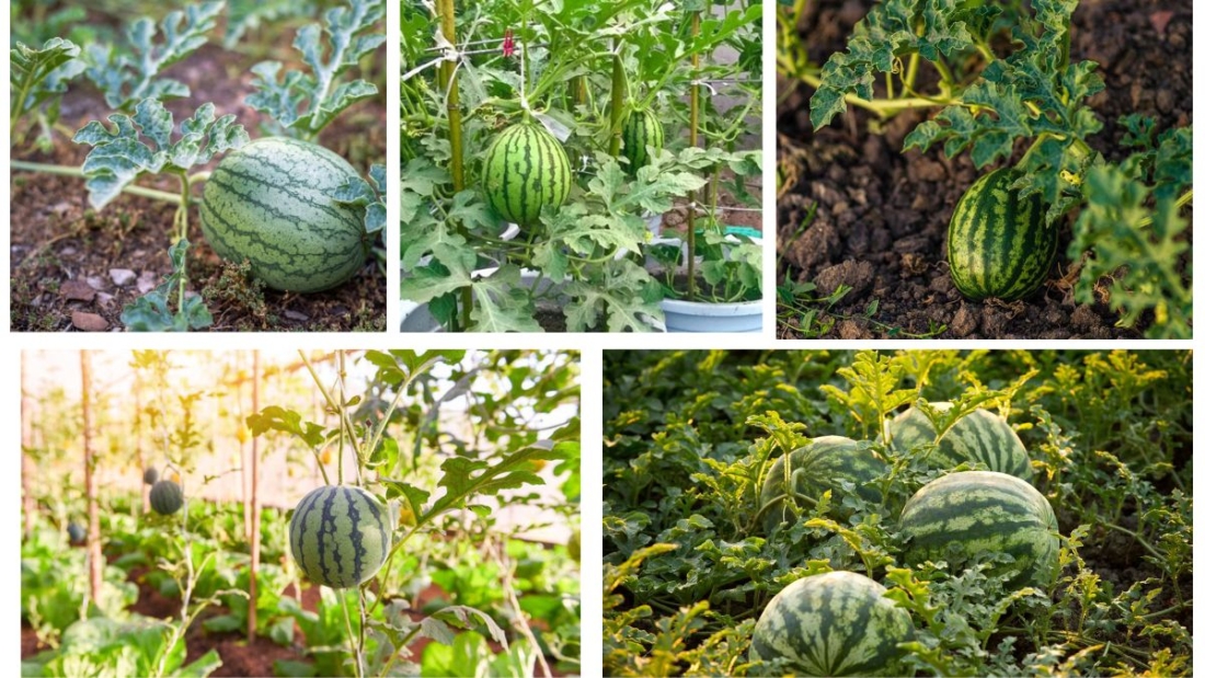 How Often Should You Water a Watermelon Plant