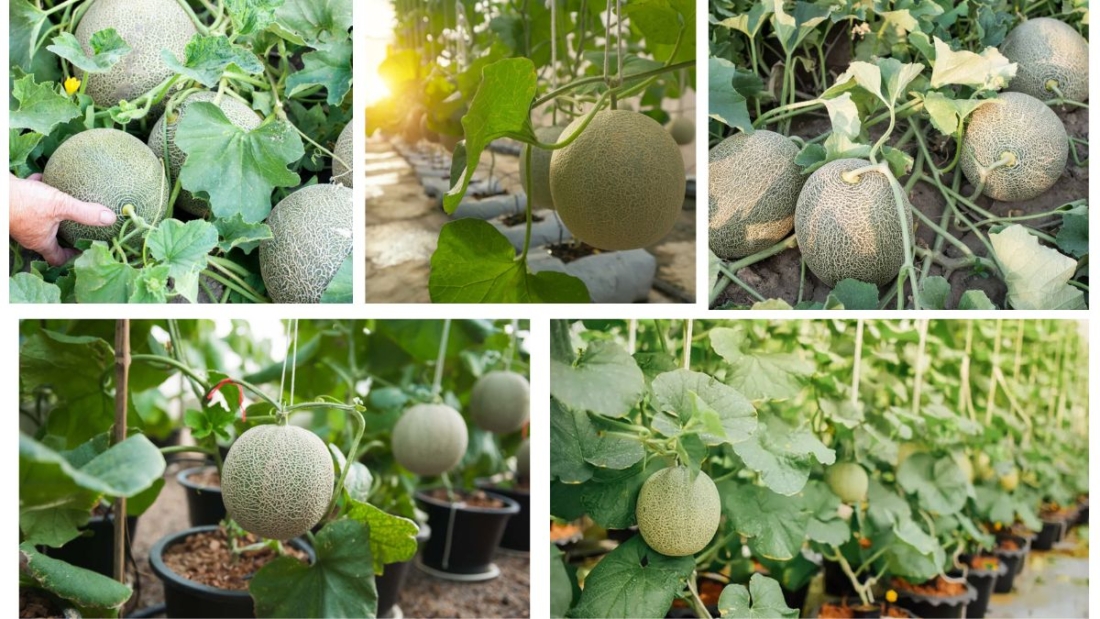 How Often Should You Water a Muskmelon Plant