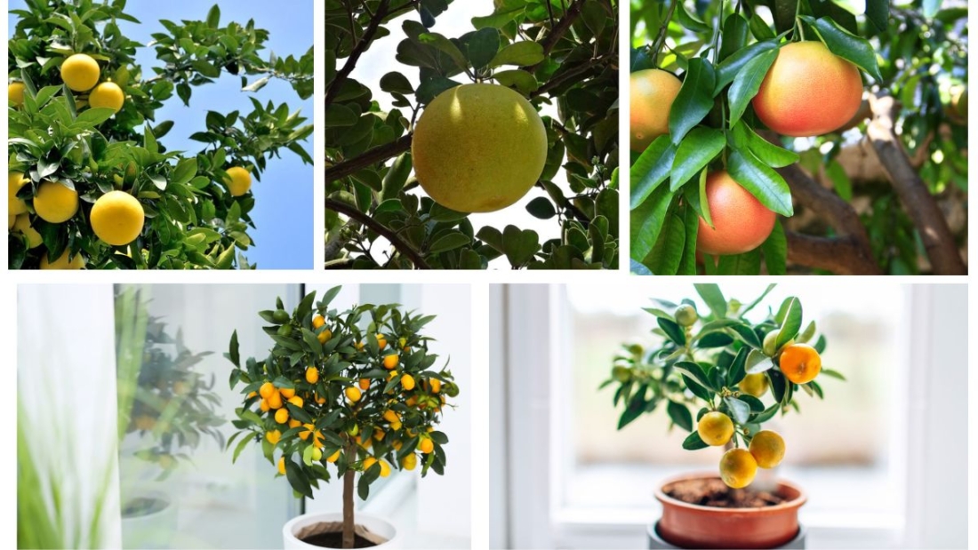 How Often Should You Water a Grapefruit Tree