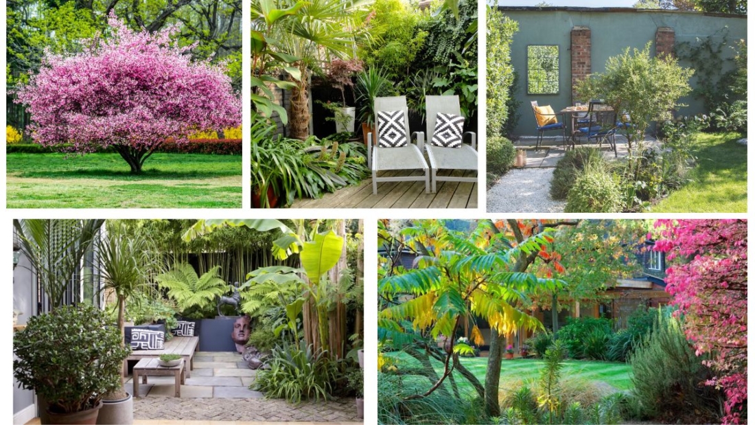 Which Trees Are Best for Small Urban Gardens