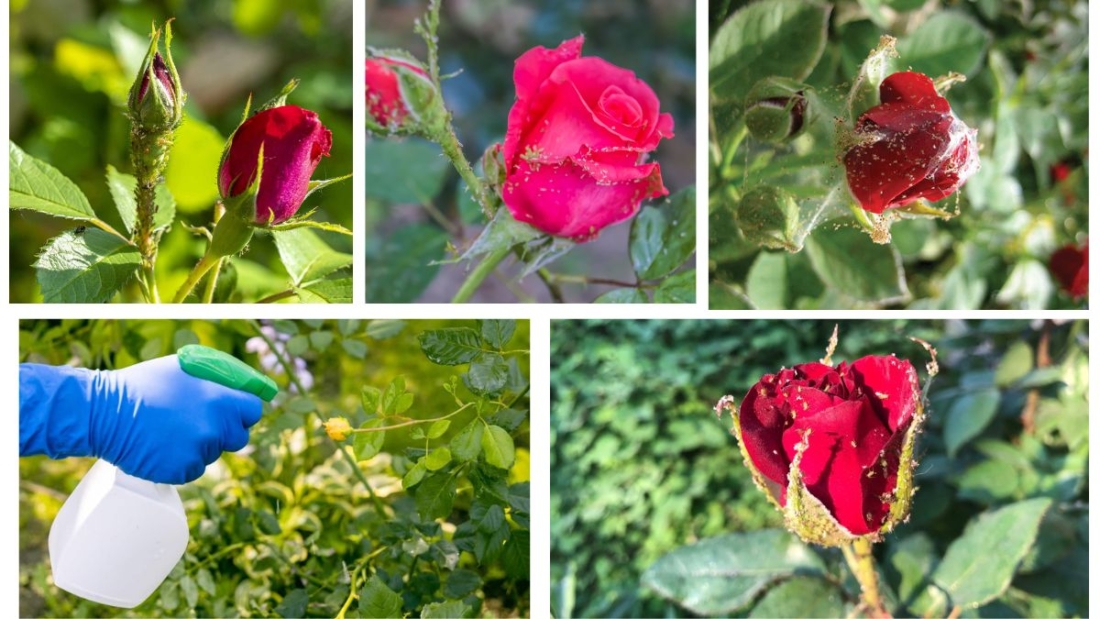 How Do You Control Aphids on Roses Naturally?