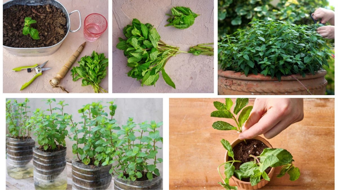 What Is the Easiest Way to Propagate Mint?