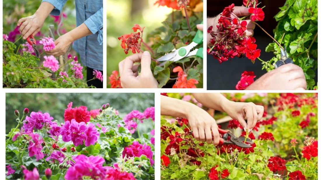 When Should You Deadhead Geraniums?