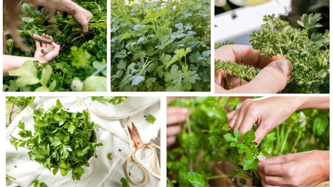 When Is the Right Time to Harvest Parsley?
