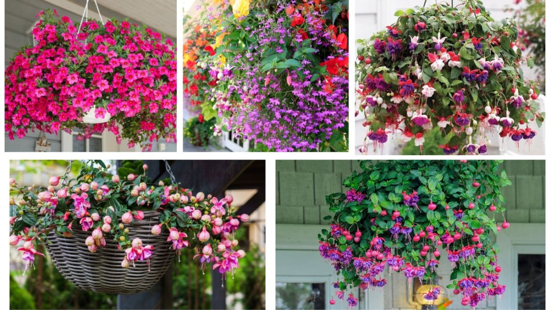 Where Can You Place Hanging Baskets for Maximum Color?