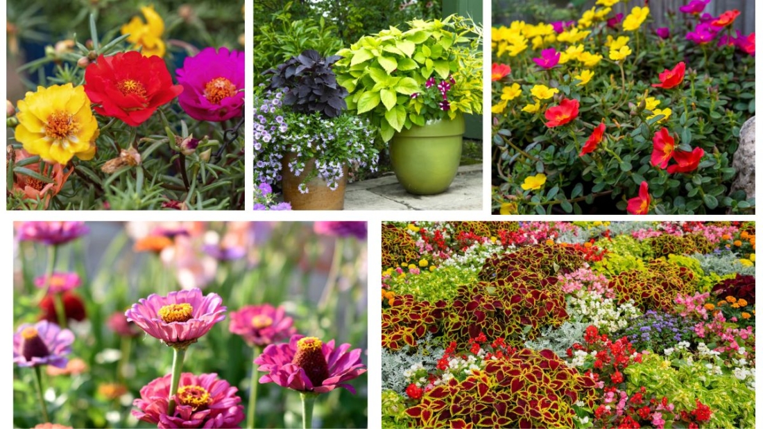 Which Annuals Can Handle Summer Heat?