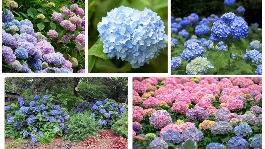 How Do You Keep Your Hydrangeas Blue?
