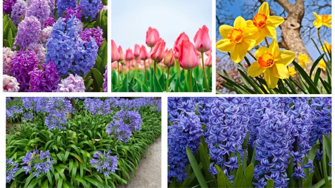 What Are the Most Popular Garden Bulbs?