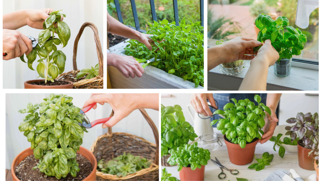 How to Cut Basil Leaves from a Plant Properly