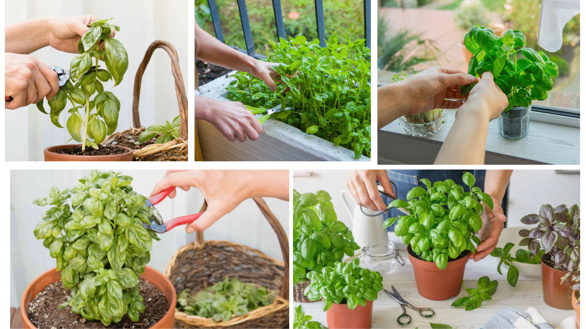 How to Cut Basil Leaves from a Plant Properly