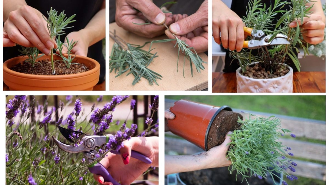 How to Propagate Lavender from Cuttings